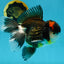 A Grade Tricolor Oranda Male 5.5 inches #120624OR_06