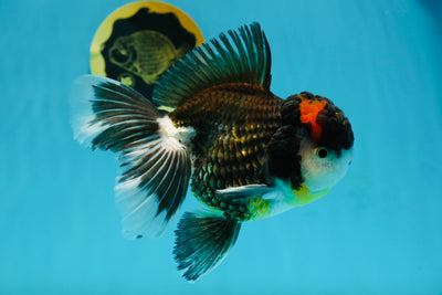 A Grade Tricolor Oranda Male 5.5 inches #120624OR_06