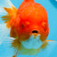 AAA Grade Cherry Sakura Oranda Female 5.5 inches #0712OR_03