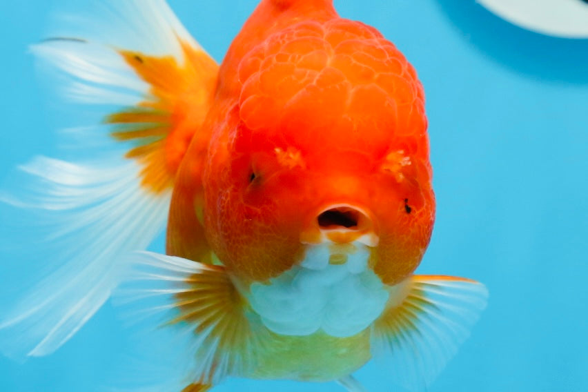 AAA Grade Cherry Sakura Oranda Female 5.5 inches #0712OR_03