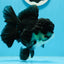 A Grade Panda Oranda Female 5  inches #0927OR_27