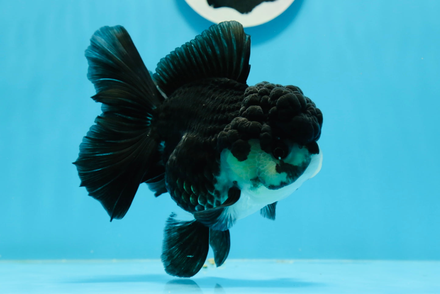 A Grade Panda Oranda Female 5  inches #0927OR_27