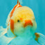 A Grade Kohaku Oranda Male 6-6.5 inches #090426OR_10