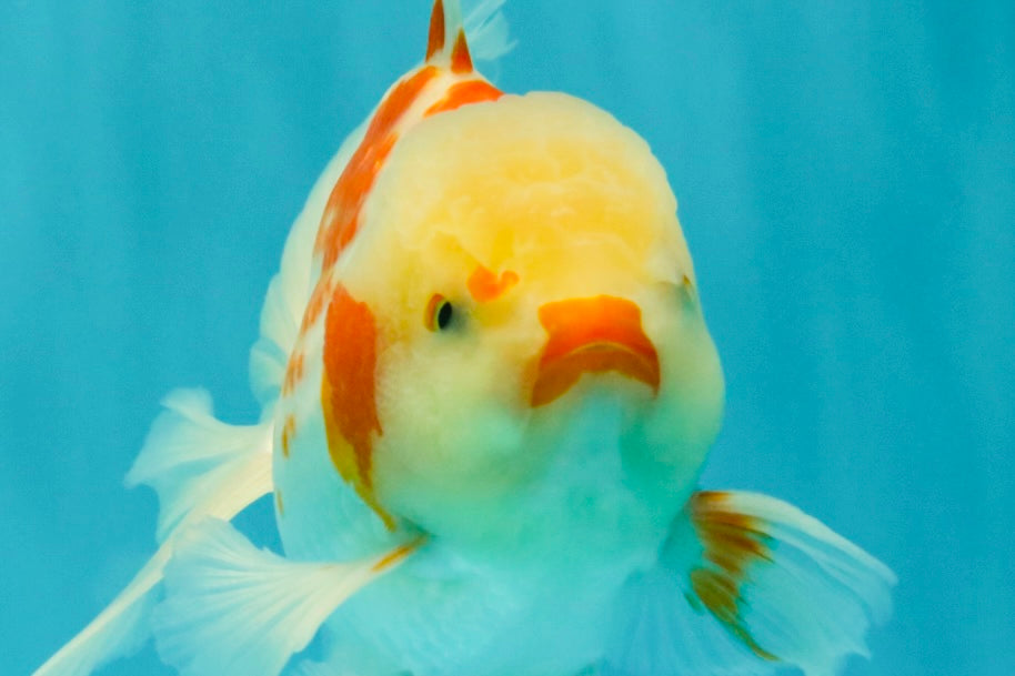 A Grade Kohaku Oranda Male 6-6.5 inches #090426OR_10
