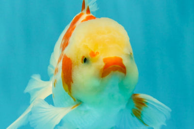A Grade Kohaku Oranda Male 6-6.5 inches #090426OR_10