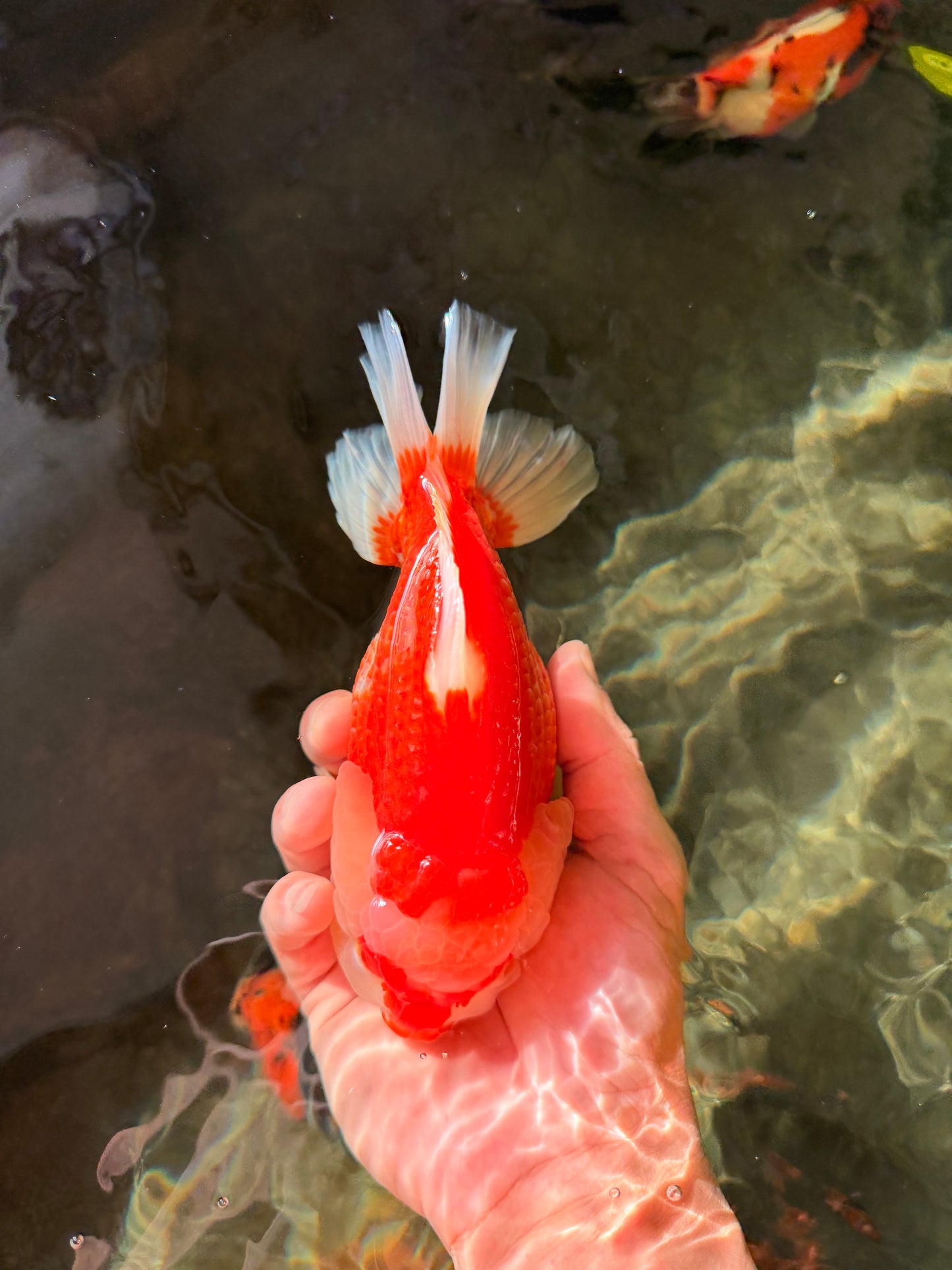 RED HEART A Grade Red White Yuanbao Male 6 inches #032726YB_05