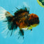 AAA Grade Dark Kirin Long Tail Oranda Male 6.5-7 inches #022726OR_09