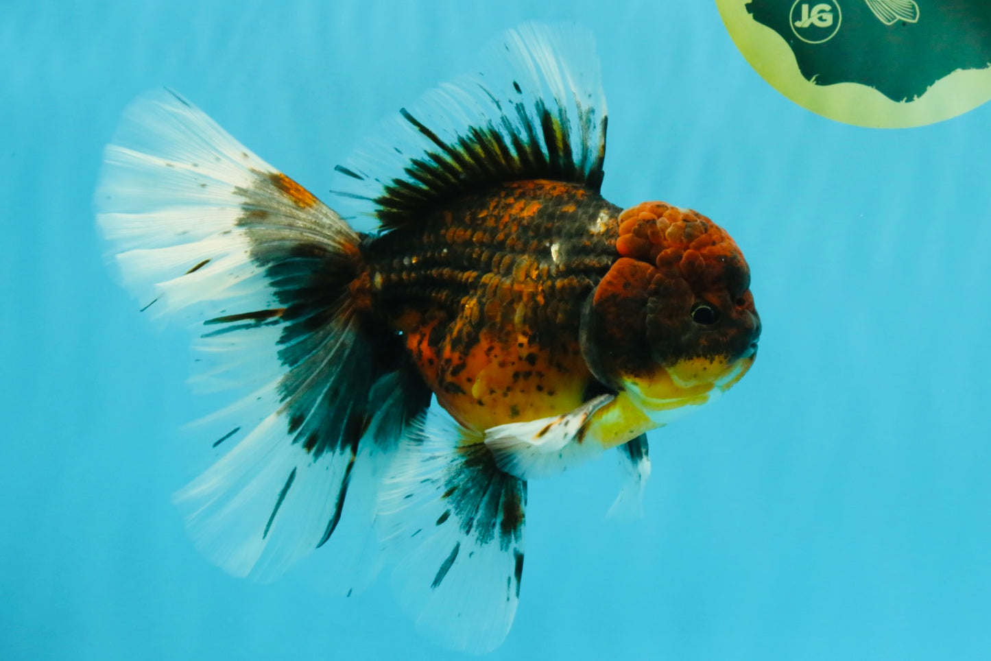 AAA Grade Dark Kirin Long Tail Oranda Male 6.5-7 inches #022726OR_09