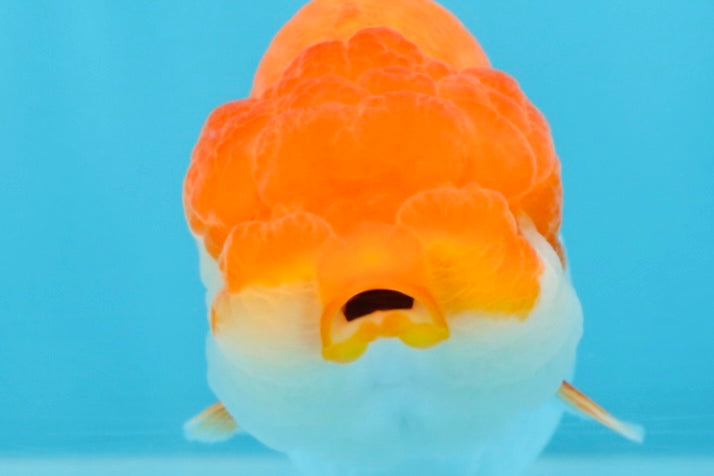 AAA Grade Red White LionQueen 4-4.5 inches #101725LC_04