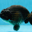 A Grade Black LionKing 5-5.5 inches #080825LC_24