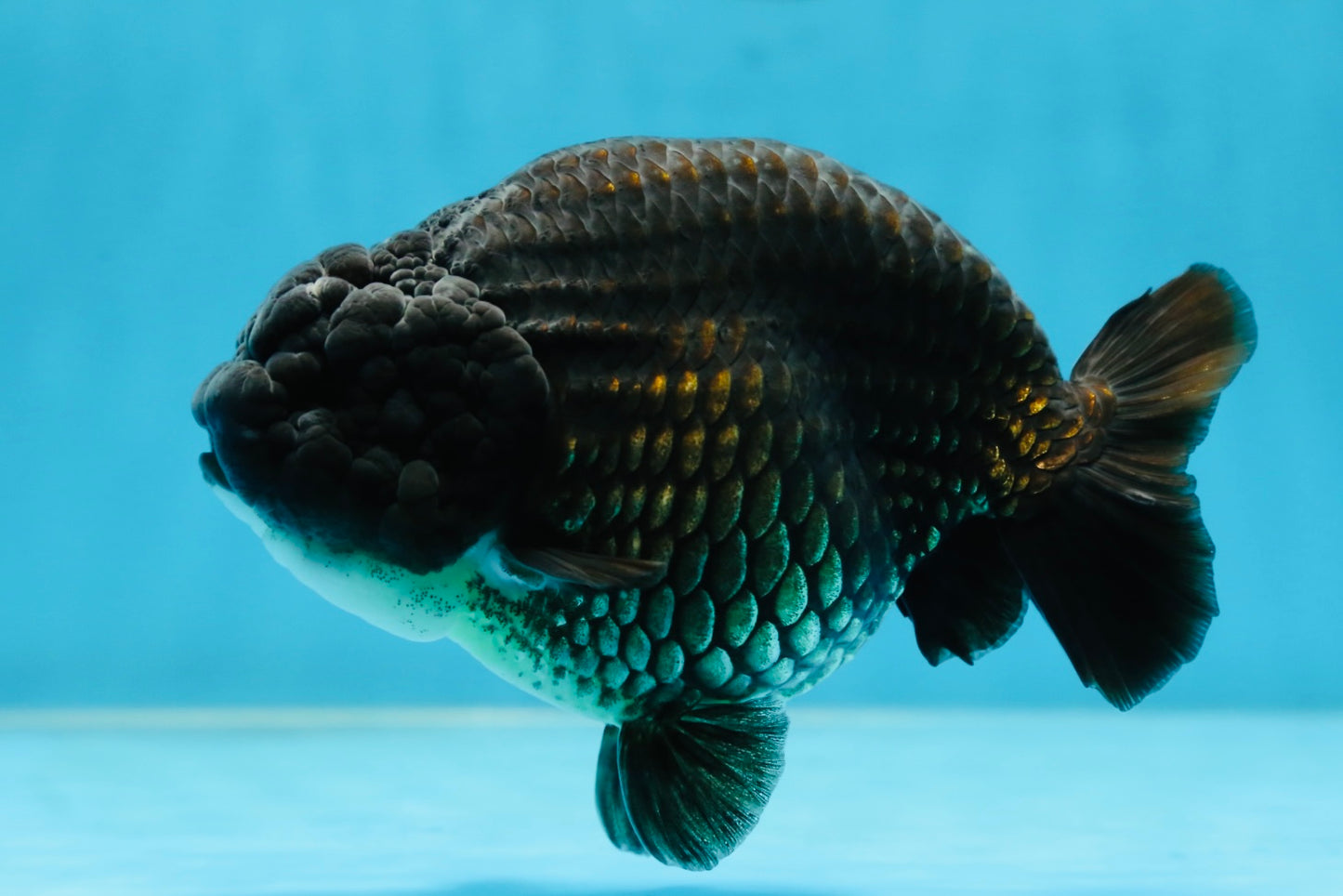 A Grade Black LionKing 5-5.5 inches #080825LC_24