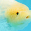 A Grade White Sakura Chinese Ranchu Female 5.5-6 inches #022026RC_21