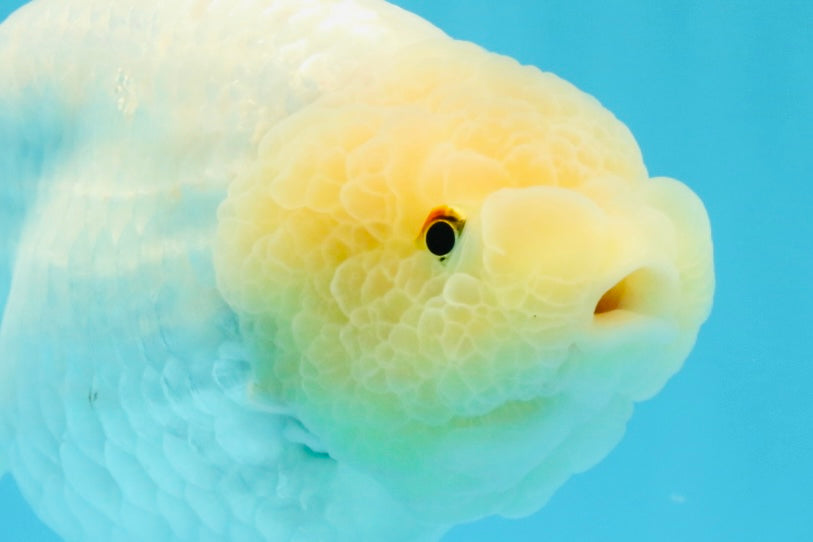 A Grade White Sakura Chinese Ranchu Female 5.5-6 inches #022026RC_21