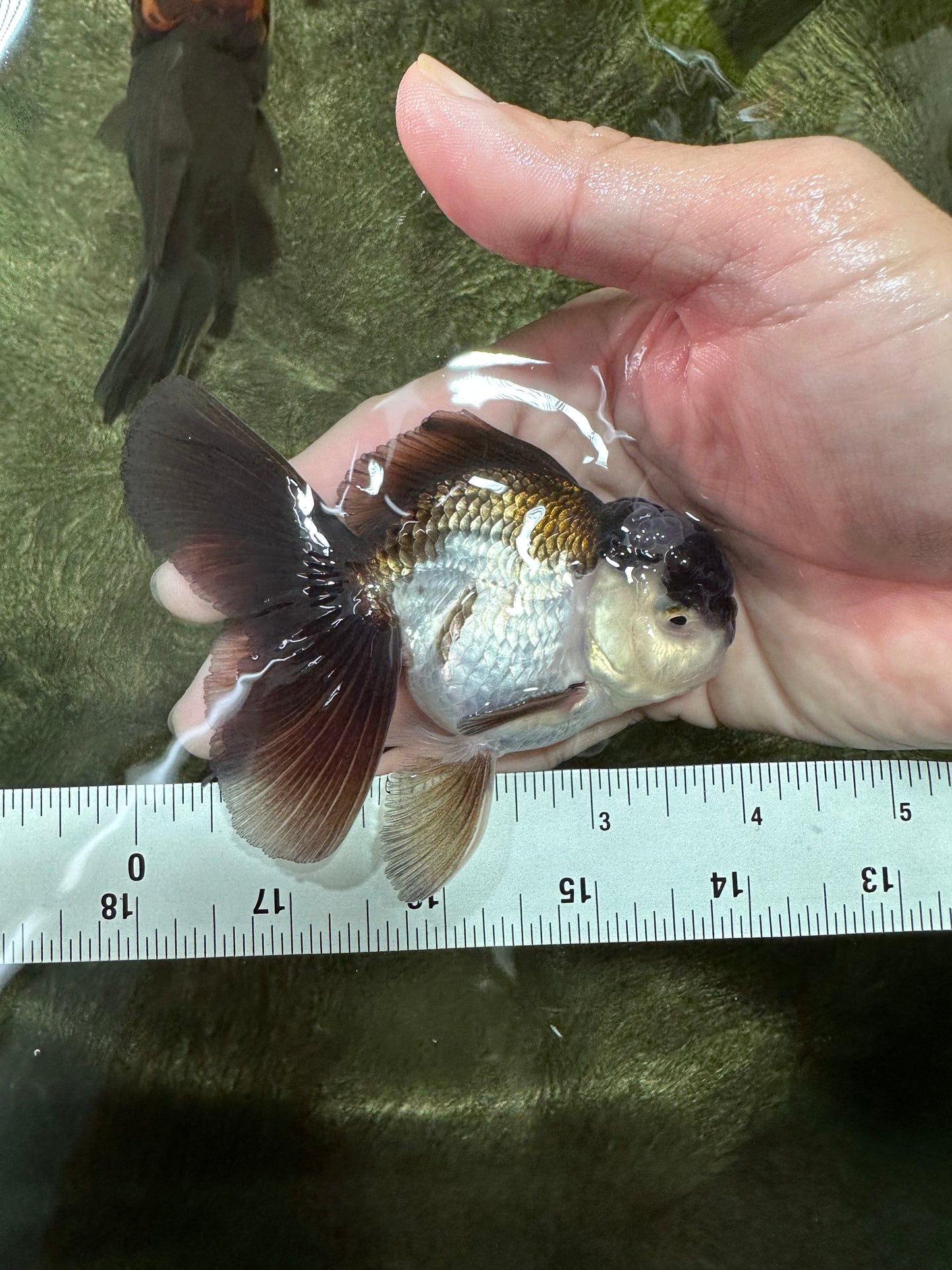 Panda Oranda Male 3.5-4 inches #110124OR_11