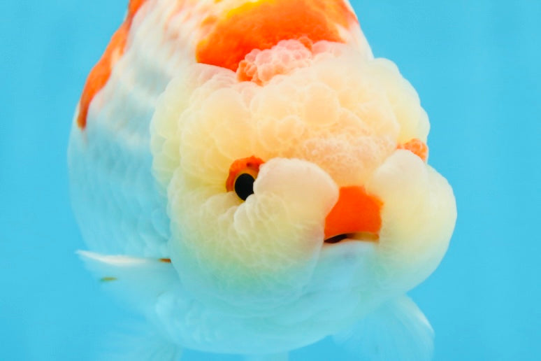 AAA Grade Super Red White LionKing 5.5 inches #080125LC_01