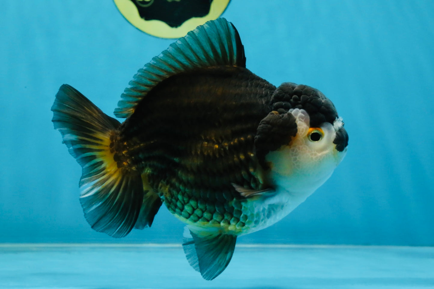 CHUBBY A Grade Tricolor Yuanbao Male 5-5.5 inches #121925YB_10
