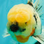 A Grade Marble Oranda Male 7 inches #071026OR_33