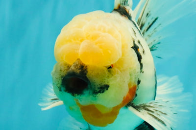 A Grade Marble Oranda Male 7 inches #071026OR_33