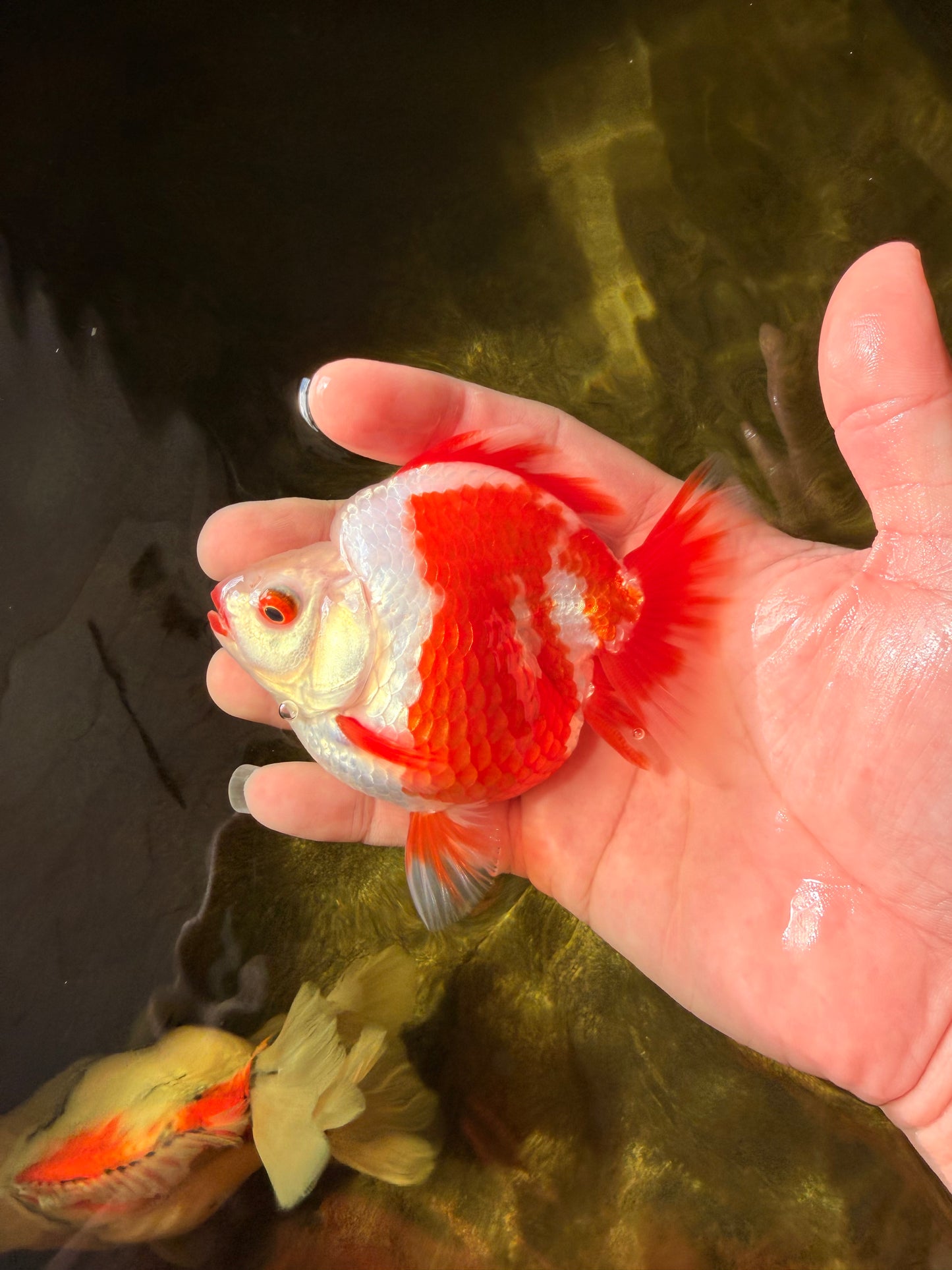 SUPER AAA Grade Red White Ryukin Female 4-4.5 inches #032726RK_26