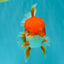 A Grade Red White Oranda Male 5.5-6 inches #041726OR_13