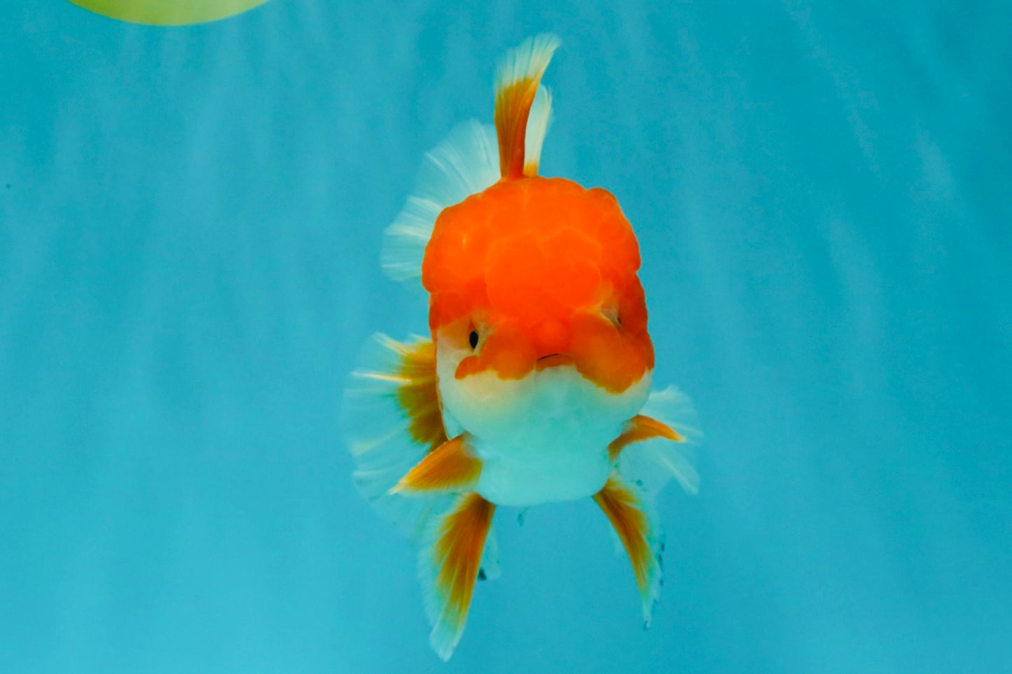 A Grade Red White Oranda Male 5.5-6 inches #041726OR_13