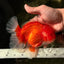 ANGER AAA Grade Red White Oranda Male 6 inches #032026OR_09