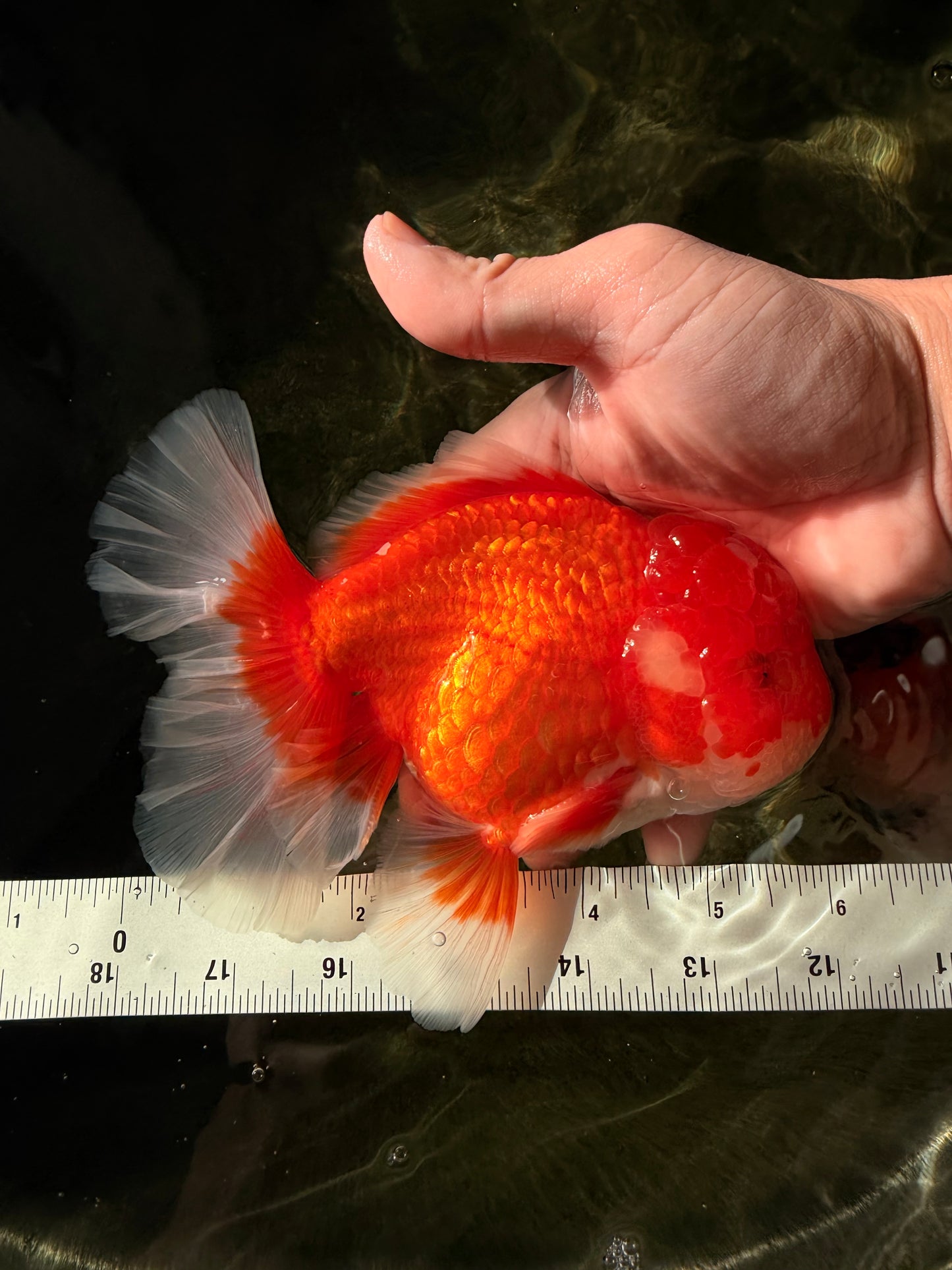 ANGER AAA Grade Red White Oranda Male 6 inches #032026OR_09