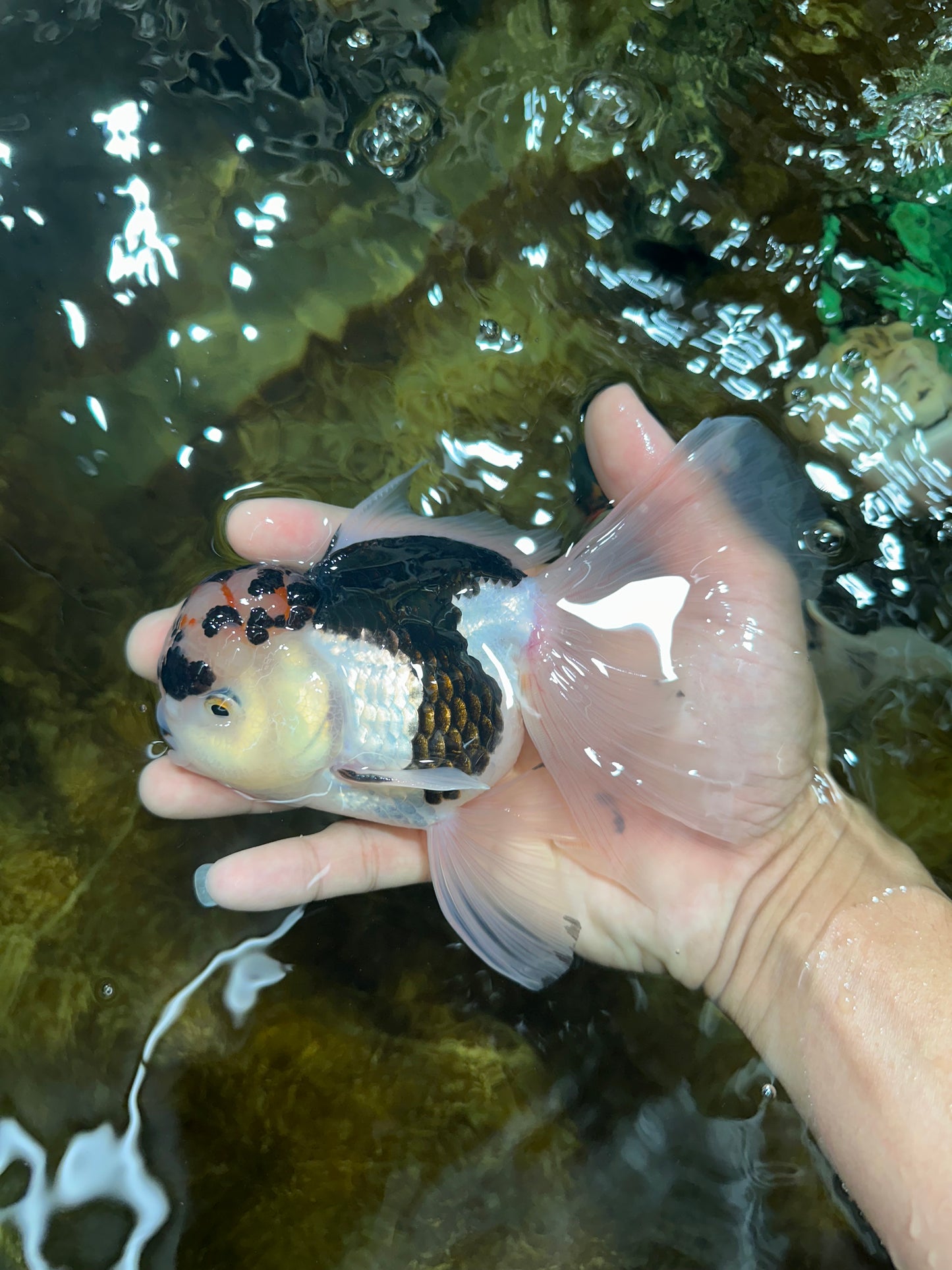 A Grade SPECIAL Panda Oranda Male 6 inches #090525OR_14