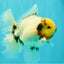 CHONKY AAA Grade Marble Button Eyes Oranda Male 6 inches #061926OR_27