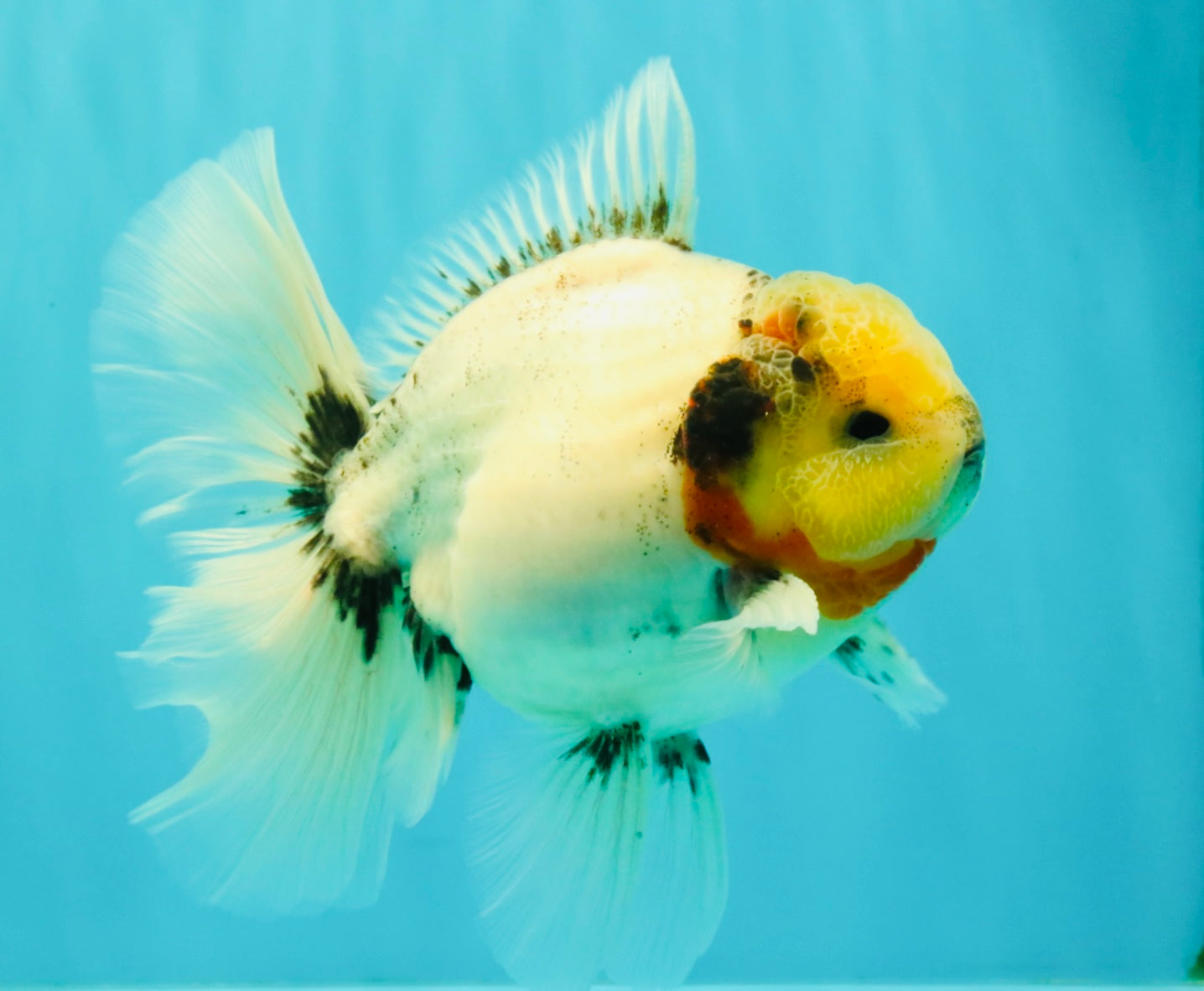 CHONKY AAA Grade Marble Button Eyes Oranda Male 6 inches #061926OR_27