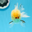 AAA Grade Lemonhead Oranda Male 4.5-5 inches #0830OR_16