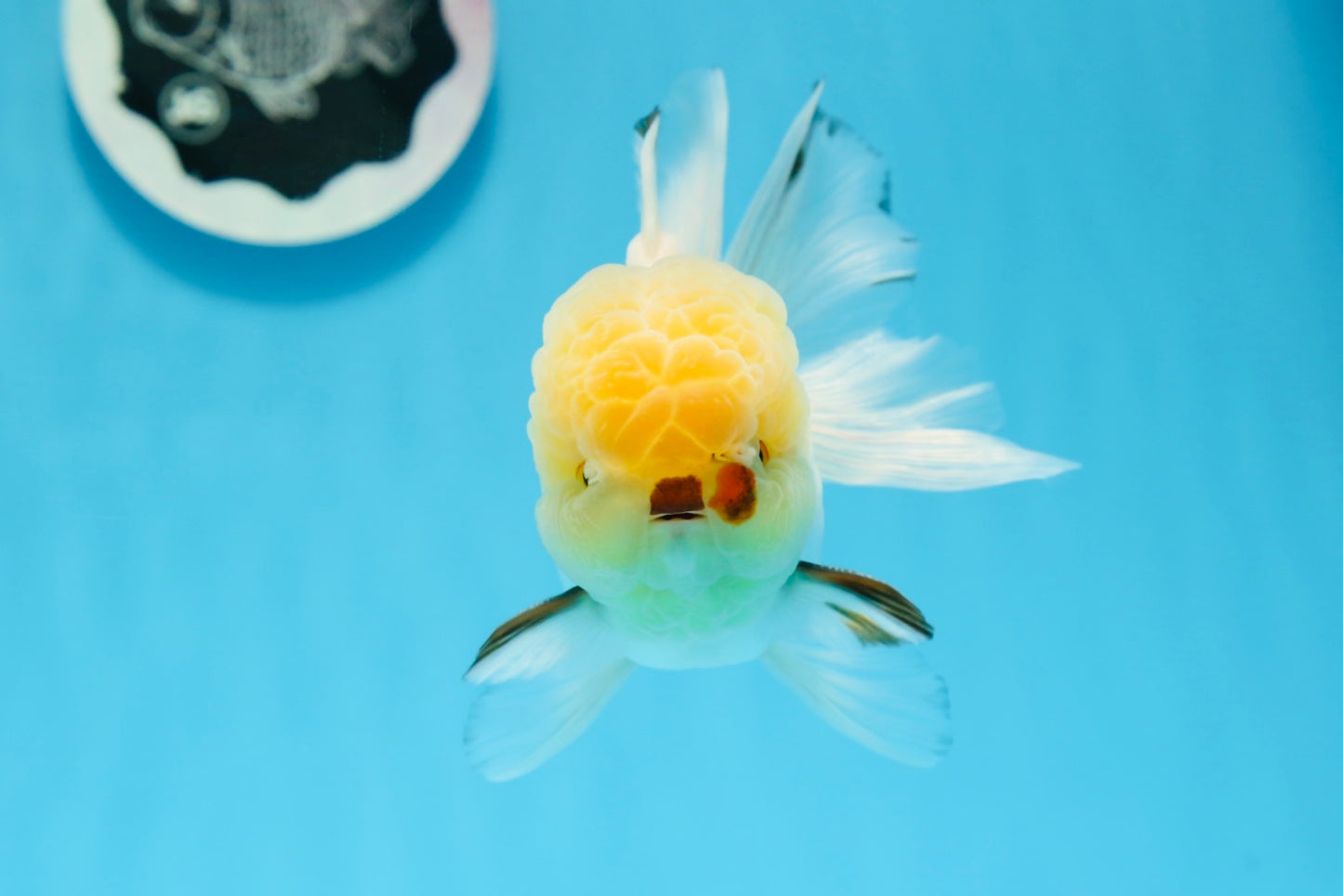 Oranda macho de cabeza de limón de grado AAA de 4,5 a 5 pulgadas n.º 0830OR_16