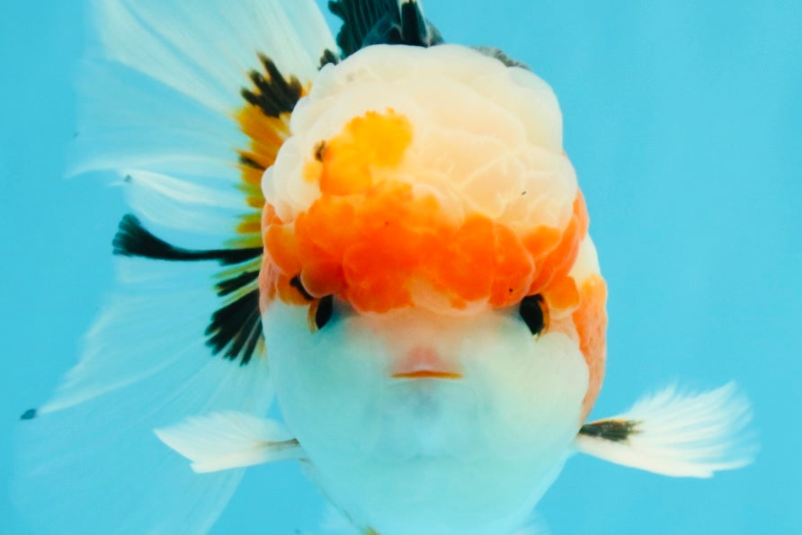 AAA Grade Tricolor Oranda Male 5.5 inches #030626OR_22