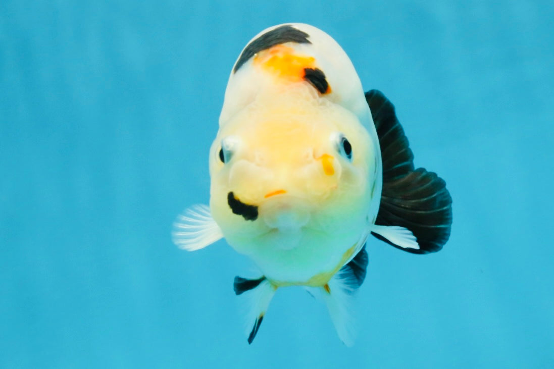 RARE Cow Chinese Ranchu Male 5-5.5 inches #120525RC_04