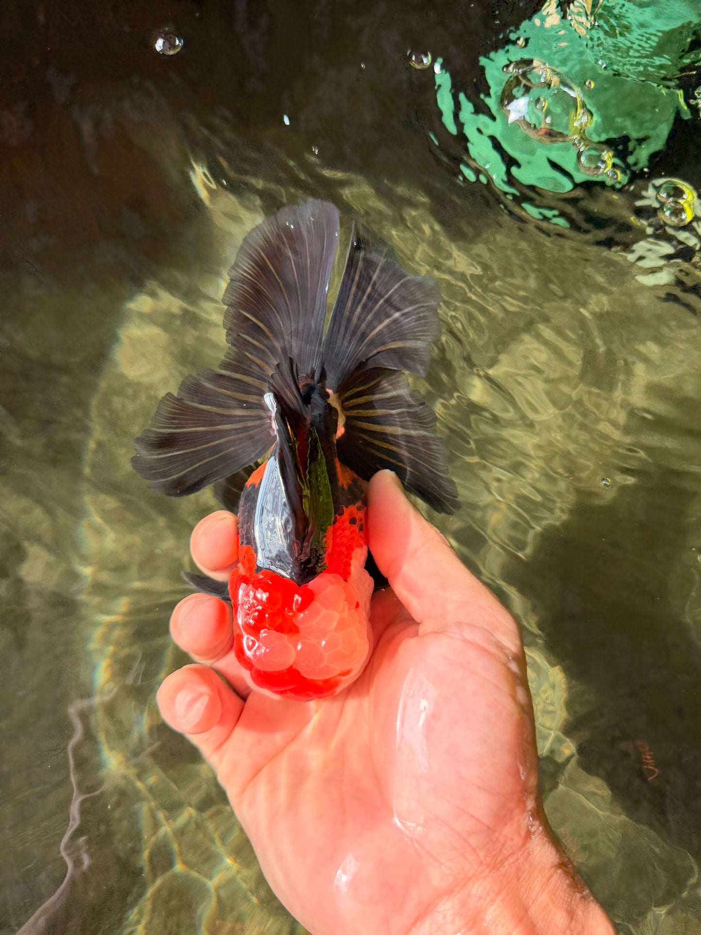 A Grade Tricolor Oranda Male 5-5.5  inches #032726OR_12
