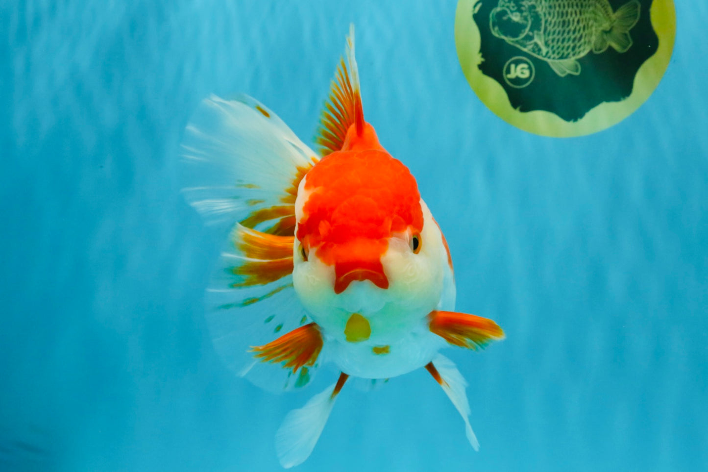 JUMBO AAA Grade Red White Oranda Female 7 inches #040326OR_22