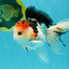 A Grade Tricolor Oranda Male 5 inches #041726OR_14