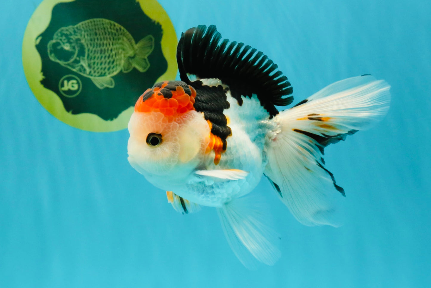 A Grade Tricolor Oranda Male 5 inches #041726OR_14