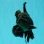 A Grade Black Oranda Male 5-5.5 inches #101626OR_02