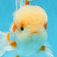 SUPER CUTE AAA Grade Red White Oranda Male 6 inches #082225OR_08