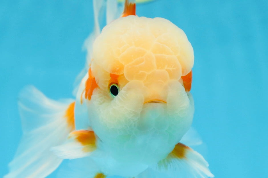 SUPER CUTE AAA Grade Red White Oranda Male 6 inches #082225OR_08