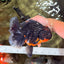 GIANT AAA Grade Red Head Kirin Oranda Male 7-7.5  inches #070326OR_05