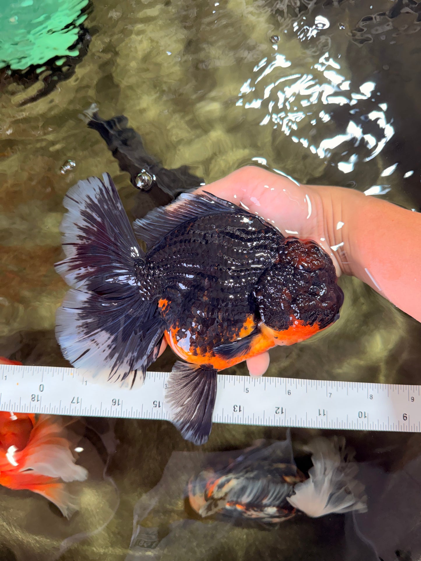 GIANT AAA Grade Red Head Kirin Oranda Male 7-7.5  inches #070326OR_05