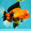 A Grade Apache Oranda Male 6 inches #080726OR_05