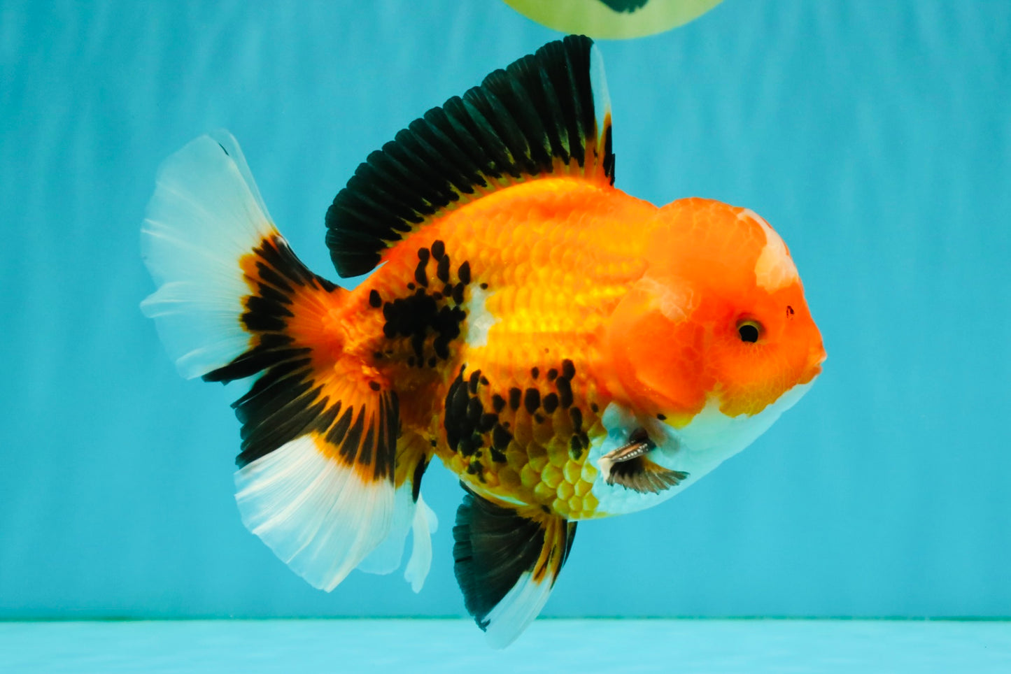 A Grade Apache Oranda Male 6 inches #080726OR_05