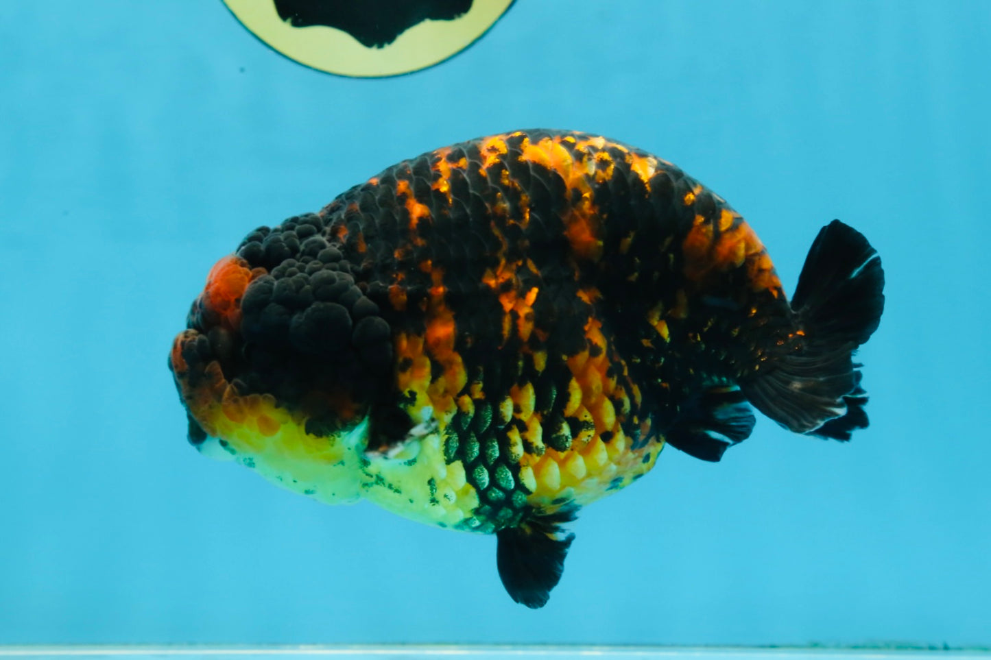 A Grade Tiger Strong Body Structure LionKing 5.5 inches #101725LC_22