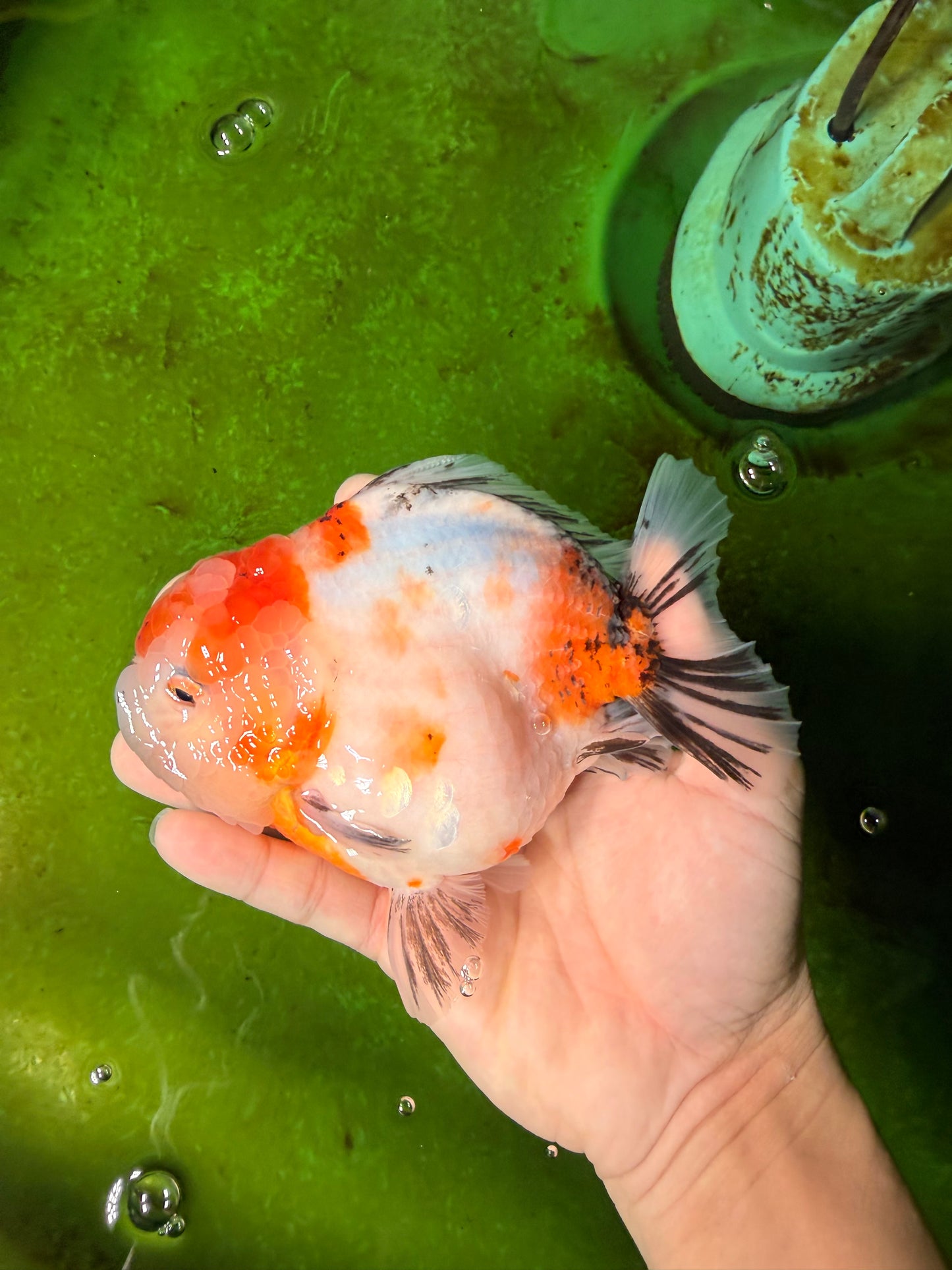 A Grade Sakura Yuanbao Female 5.5 inches #041026YB_24