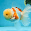 AAA Grade SUNNY Red White Oranda Male 6 inches #082925OR_12