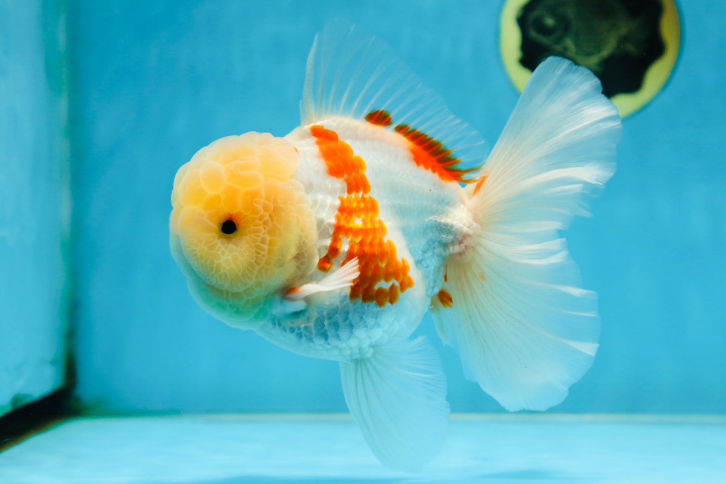 AAA Grade SUNNY Red White Oranda Male 6 inches #082925OR_12