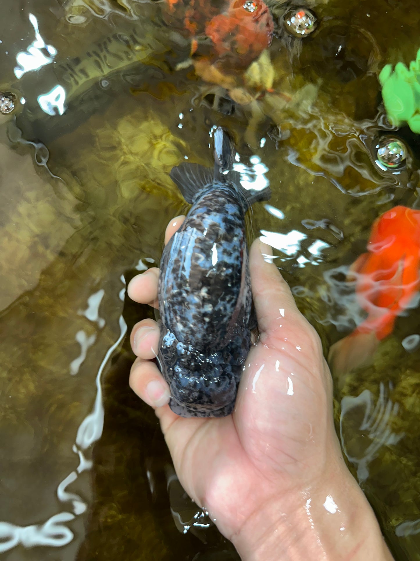 AAA Grade White Tiger LionQueen 5-5.5 inches #081525LC_04